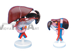 The model of celiac artery distributing